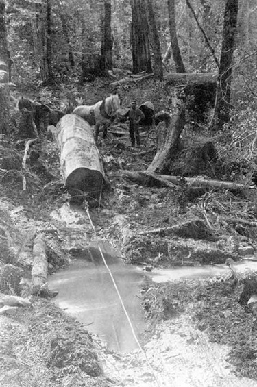 Horses logging