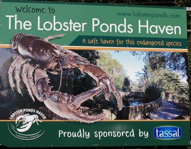Lobster
